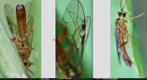 Tenthredopsis litterata